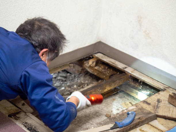 Best Black Mold Remediation in Sparta, WI