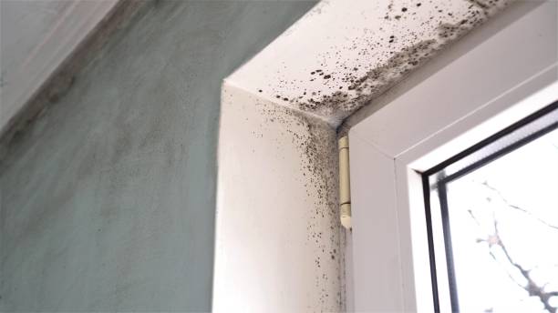 Best Industrial Mold Remediation in Sparta, WI
