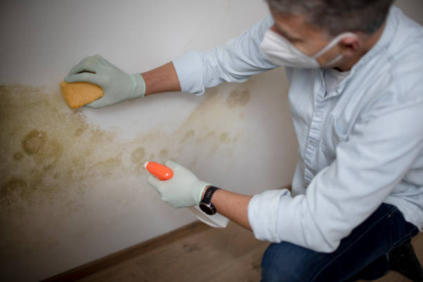 Best Residential Mold Remediation in Sparta, WI