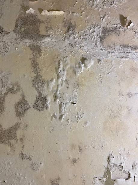 Trusted Sparta, WI Mold Remediation Experts