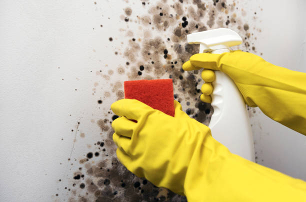 Best Bathroom Mold Remediation in Sparta, WI