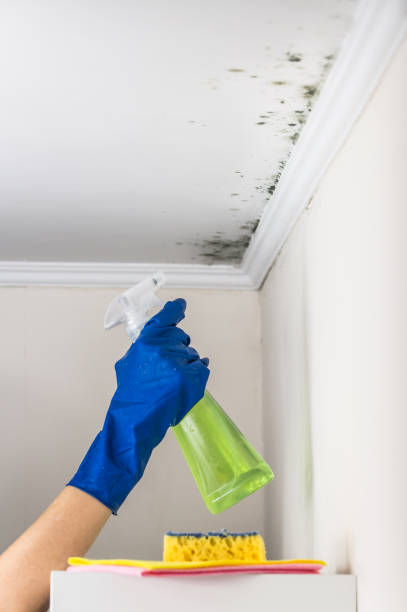 Best Post-Flood Mold Remediation in Sparta, WI