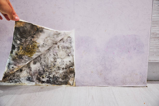 Best Emergency Mold Remediation in Sparta, WI
